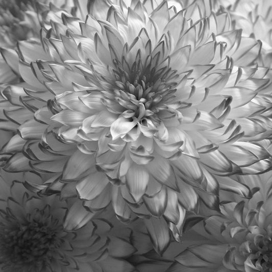 Image Only