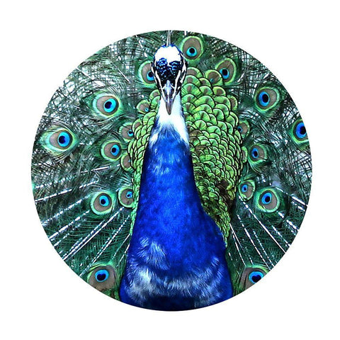 Round Peacock White Modern Wood Framed Art Print with Double Matting by Phillip, Jamie