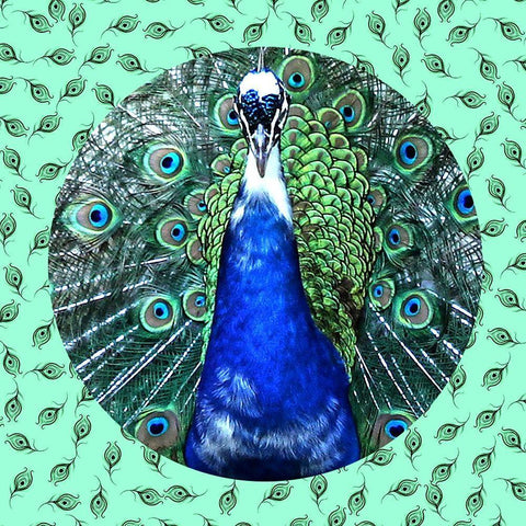 Round Peacock 2 White Modern Wood Framed Art Print with Double Matting by Phillip, Jamie