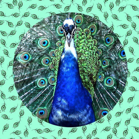 Round Peacock 2 White Modern Wood Framed Art Print by Phillip, Jamie