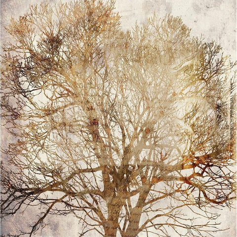 Memory Tree White Modern Wood Framed Art Print by Phillip, Jamie