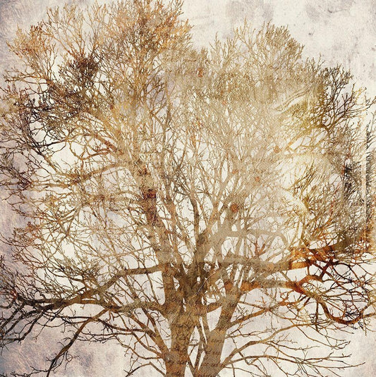 Image Only