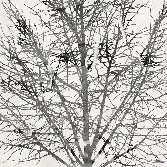 Image Only