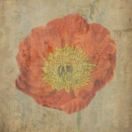 Image Only