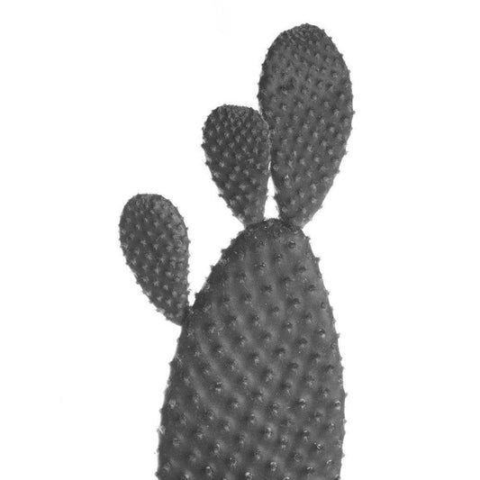 Image Only