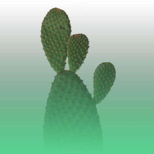 Image Only