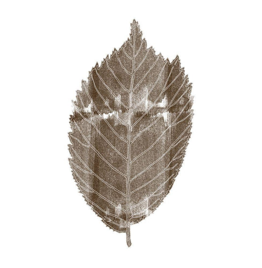 Image Only