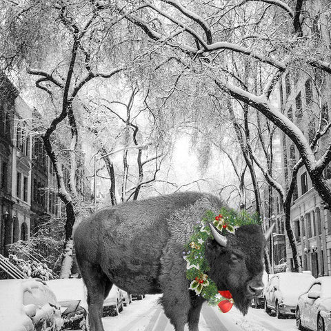 Christmas Buffalo White Modern Wood Framed Art Print with Double Matting by Phillip, Jamie