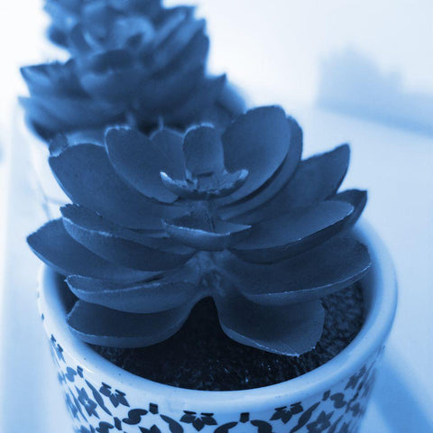 Succulent Photography 2 Black Modern Wood Framed Art Print with Double Matting by Phillip, Jamie