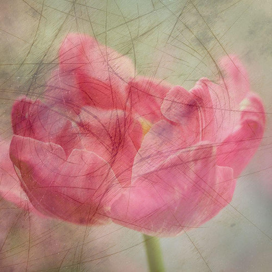 Image Only