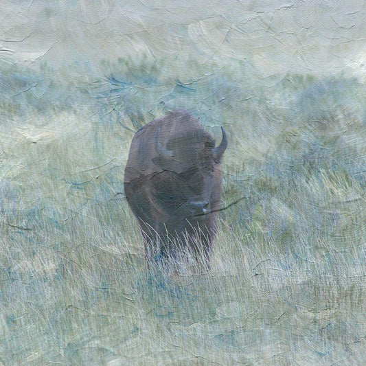 Image Only