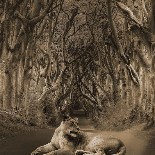 Image Only