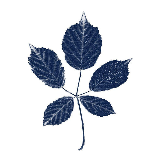 Image Only