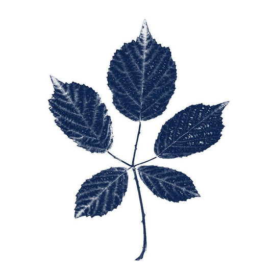 Image Only