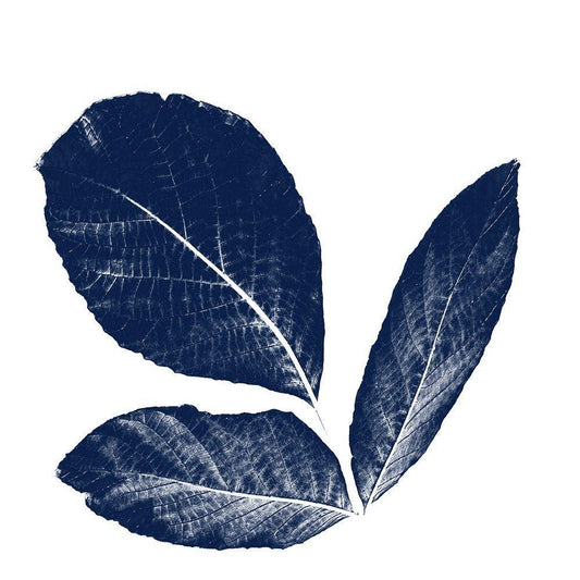 Image Only
