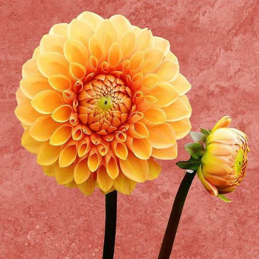 Image Only