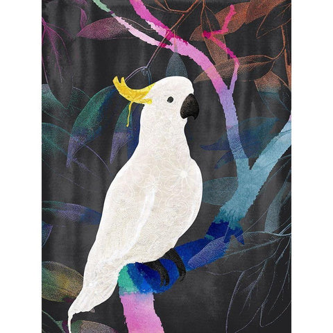 Rainbow Cockatoo Black Modern Wood Framed Art Print with Double Matting by Urban Road