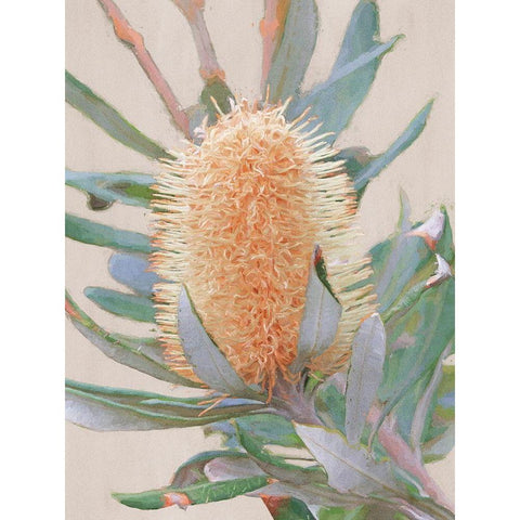 Golden Banksia Art Print White Modern Wood Framed Art Print by Urban Road