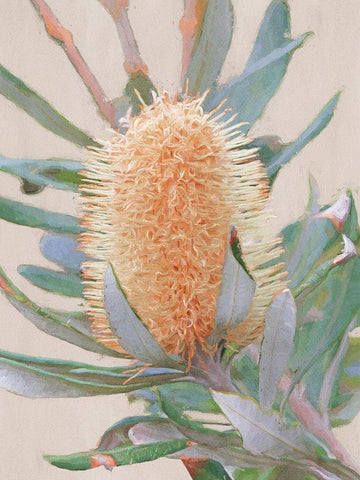 Golden Banksia Art Print Black Ornate Wood Framed Art Print with Double Matting by Urban Road