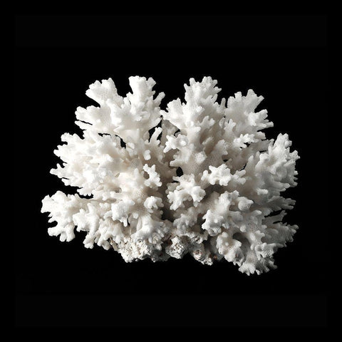 White Coral II  Black Modern Wood Framed Art Print by Urban Road