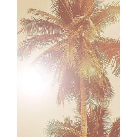 Sunkissed Palm Poster Black Modern Wood Framed Art Print with Double Matting by Urban Road