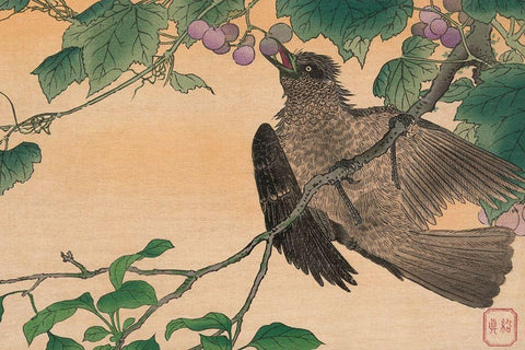 Bird Eating a Grape White Modern Wood Framed Art Print with Double Matting by Kesai, Kuwagata