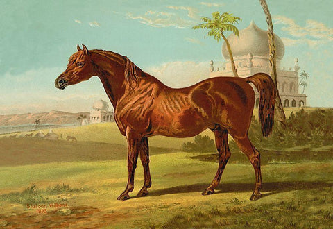 Goldie Arab, 1900 White Modern Wood Framed Art Print with Double Matting by Sidney, Samuel