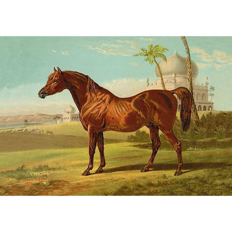 Goldie Arab, 1900 Black Modern Wood Framed Art Print by Sidney, Samuel