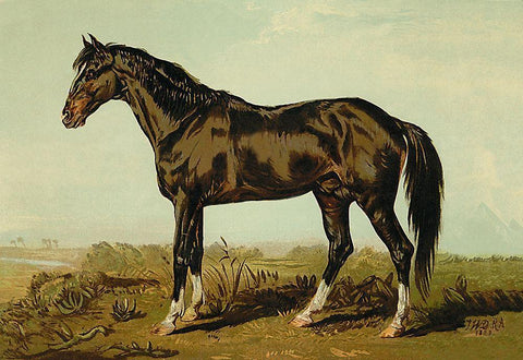 Dongola Horse, 1900 White Modern Wood Framed Art Print with Double Matting by Sidney, Samuel