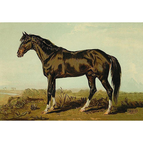 Dongola Horse, 1900 Black Modern Wood Framed Art Print with Double Matting by Sidney, Samuel