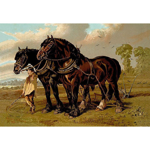 Clydesdale Stallion and Mare, 1900 Black Modern Wood Framed Art Print by Sidney, Samuel