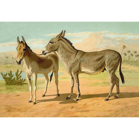 Abyssinian Male and Indian Onager Female, 1900 Black Modern Wood Framed Art Print with Double Matting by Sidney, Samuel