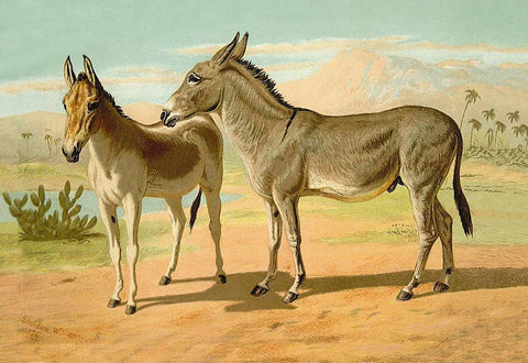 Abyssinian Male and Indian Onager Female, 1900 White Modern Wood Framed Art Print with Double Matting by Sidney, Samuel