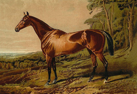 Fair Nell, 1900 White Modern Wood Framed Art Print with Double Matting by Sidney, Samuel