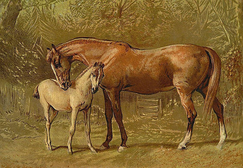 Thoroughbred Mare and Foal, 1900 White Modern Wood Framed Art Print with Double Matting by Sidney, Samuel