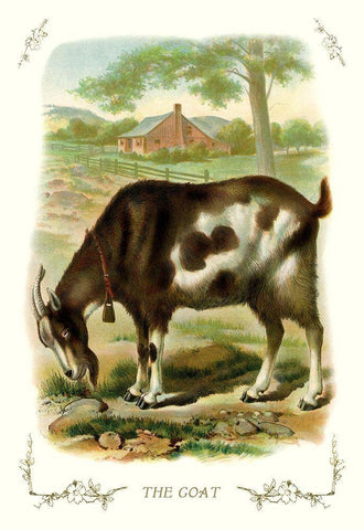 The Goat, 1900 White Modern Wood Framed Art Print with Double Matting by Unknown