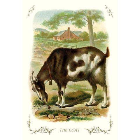 The Goat, 1900 Black Modern Wood Framed Art Print by Unknown