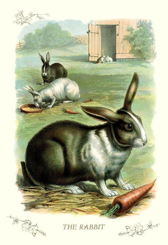 The Rabbit, 1900 White Modern Wood Framed Art Print with Double Matting by Unknown