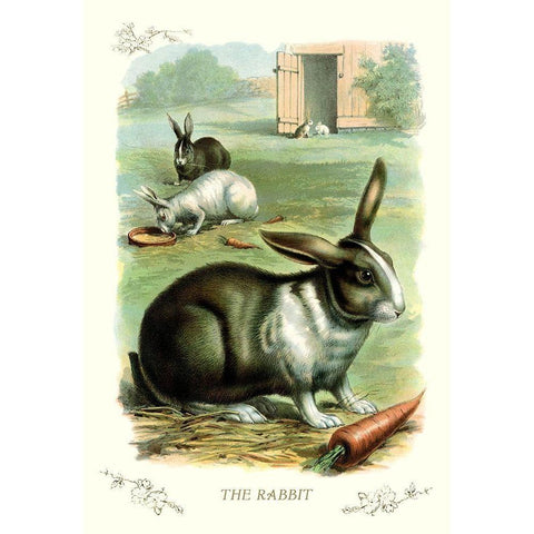 The Rabbit, 1900 Black Modern Wood Framed Art Print by Unknown
