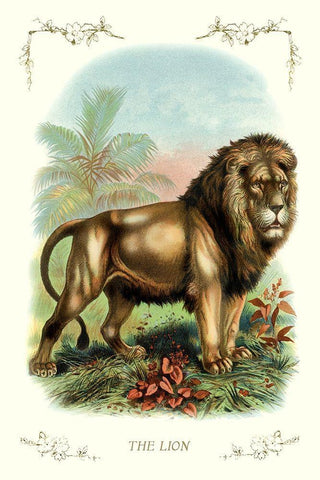 The Lion, 1900 White Modern Wood Framed Art Print with Double Matting by Unknown