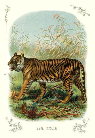 The Tiger, 1900 White Modern Wood Framed Art Print with Double Matting by Unknown