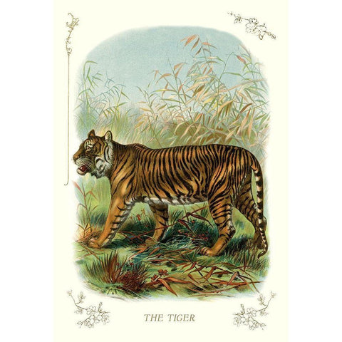 The Tiger, 1900 Gold Ornate Wood Framed Art Print with Double Matting by Unknown