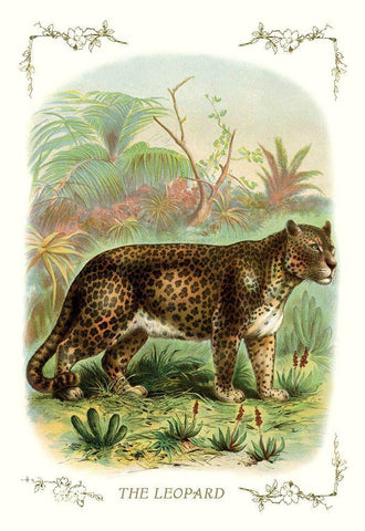 The Leopard, 1900 White Modern Wood Framed Art Print with Double Matting by Unknown