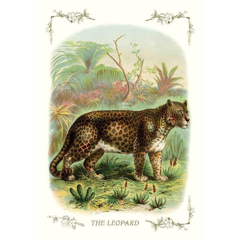 The Leopard, 1900 Black Modern Wood Framed Art Print by Unknown