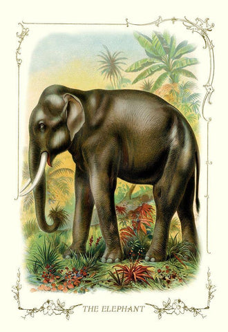 The Elephant, 1900 White Modern Wood Framed Art Print with Double Matting by Unknown