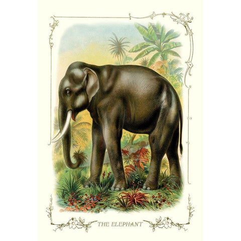 The Elephant, 1900 Gold Ornate Wood Framed Art Print with Double Matting by Unknown