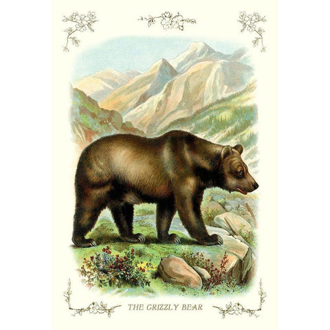 The Grizzly Bear, 1900 Gold Ornate Wood Framed Art Print with Double Matting by Unknown
