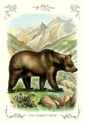 The Grizzly Bear, 1900 Black Ornate Wood Framed Art Print with Double Matting by Unknown