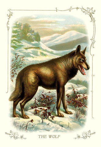 The Wolf, 1900 White Modern Wood Framed Art Print with Double Matting by Unknown