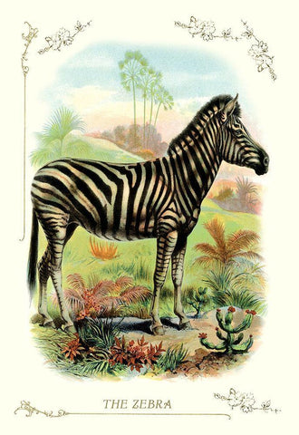 The Zebra, 1900 Black Ornate Wood Framed Art Print with Double Matting by Unknown